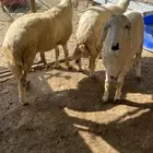 ثلاثه رخال سمان مضمونه