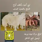 مراح وسام الصداره للذبايح