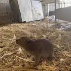 نبدأ بذكر الله اعرض لكم وبر جنوبي أليف عمره 6 شهورالا5