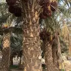 ثمرة مزررعه للبيع