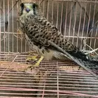 صقر   شبوط   طراد للبيع