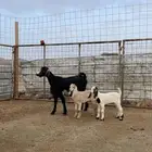 معزا خلفات