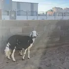 نعجه سديس متبع عليها رخل