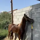 خيل شعبي