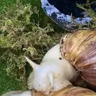 للبيع حلزونات لدينا كميات وعروض عندنا انواع الحجم