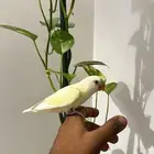 روز اليف وهدد نشبه