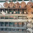 حمام لاحم الخرج