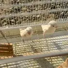 جوز روز البينو منتج على الشرط