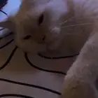 قطو شيرازي للبيع