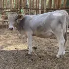 عجل