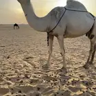عشرا للبيع تحتها قعود ساسها من ابل مبلش البقمي