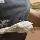 كروان هولندي