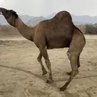 بعير ساحلي مشروط