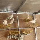 حمام قمري هولندي منتج