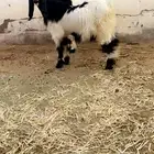 تيوس فحول هجين قبرصي