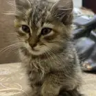قطه صغيره شيرازي للتبني