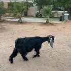 عنز معها توم