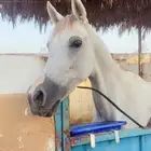 فرس شعبيه