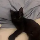 قط ه شيرازيه للتبني