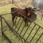 العرضية الجنوبية