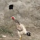 دجاجه شامو