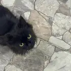 قطوه صغيره للتبني