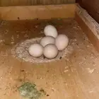 جوز كروان أنت عندي مرتين وهذي مرة ثالثة