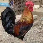 ديوك فري اخوان سيافي التفاصيل في اعلاني الرئيسي