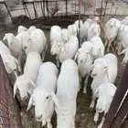 طليان فحول صنف حري