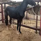 حصان عربي