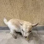 جوز ماعز قزم بيور (تم البيع)