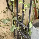 شبك غنم كان راكب على ددسن غمارتين