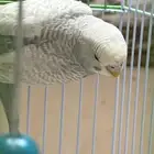 طيور بادجي ب 40 ريال للطير الواحد