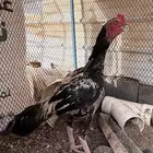 ديك سندي فاخر