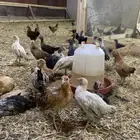 فروج دجاج بلدي