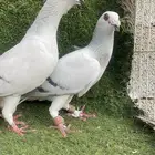 اجواز شفرات