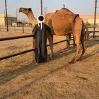 ناقه خفوت شاق