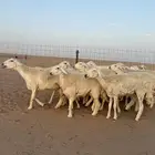 رخال حريات دفيع صنف فاخر حرش