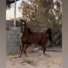 فرس شعبيه شيخه