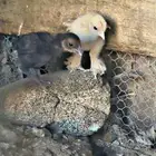 دجاجه مهجن براهما مع 6 صيصان