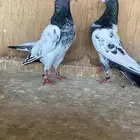 خمس ازواج حمام باكستاني