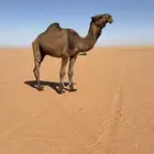 قعود للبيع سنه ثني