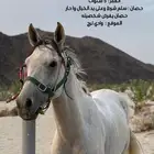 خيل للبيع