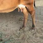 للبيع بقره خلفه