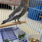 ببغاء فرخ كروان مفطوم (انتاجي) (تم البيع)
