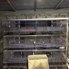 بطاريات صوص دجاج وسمان وطيور زينه