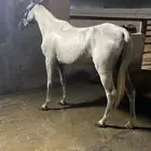 فرس لقاح ثقيل