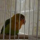 فيشر للبيع