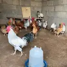 دجاج فرنسي ( قريه العليا )