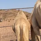 للبيع قعود